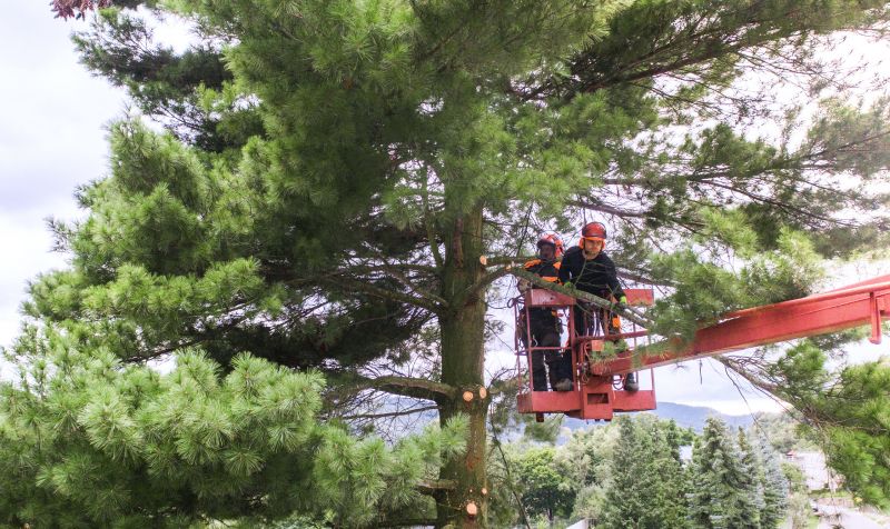 Pine Needle Removal