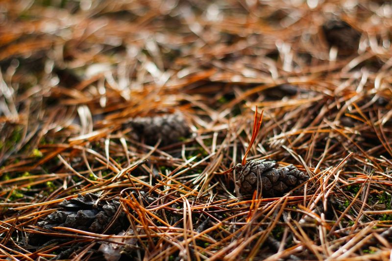 Pine Needle Removal