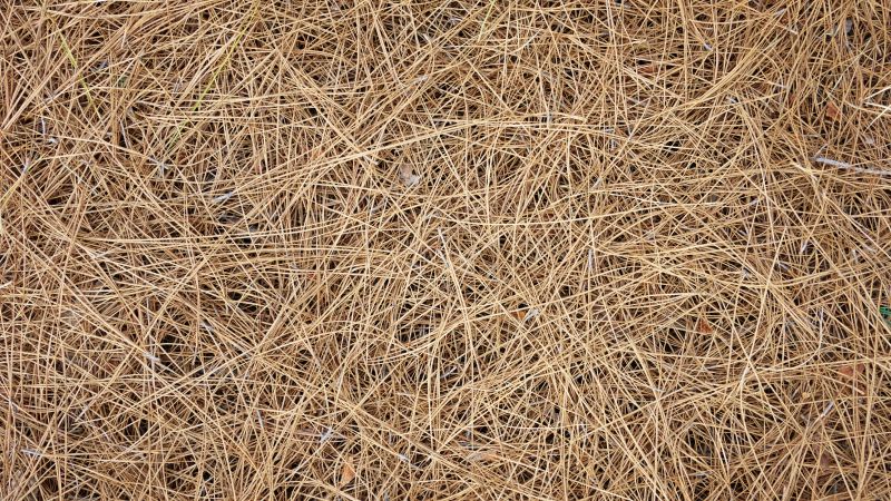 Mulched Pine Needles
