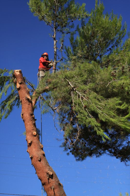 Contractor Working in the Yard