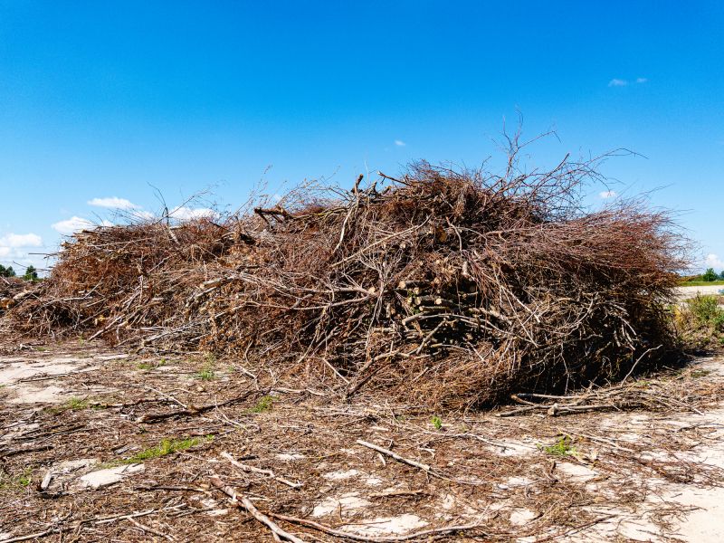 Tree Branches Removal in Ventura County, CA