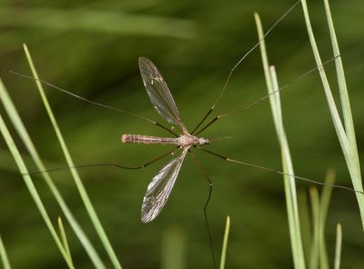 Avoid Pests and Insect Infestations