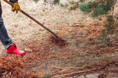 Get Pine Needles Removed To Improve The Overall Look of Your Property