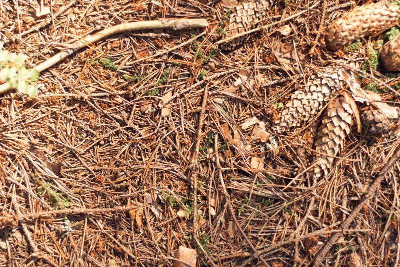 Pine Needle Removal Services Overview