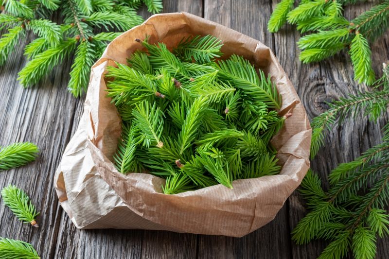 Pine Needle Removal Promotions